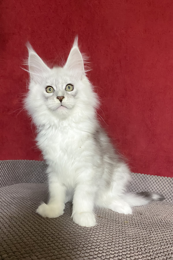 Zephyr | Maine Coon Kitten
