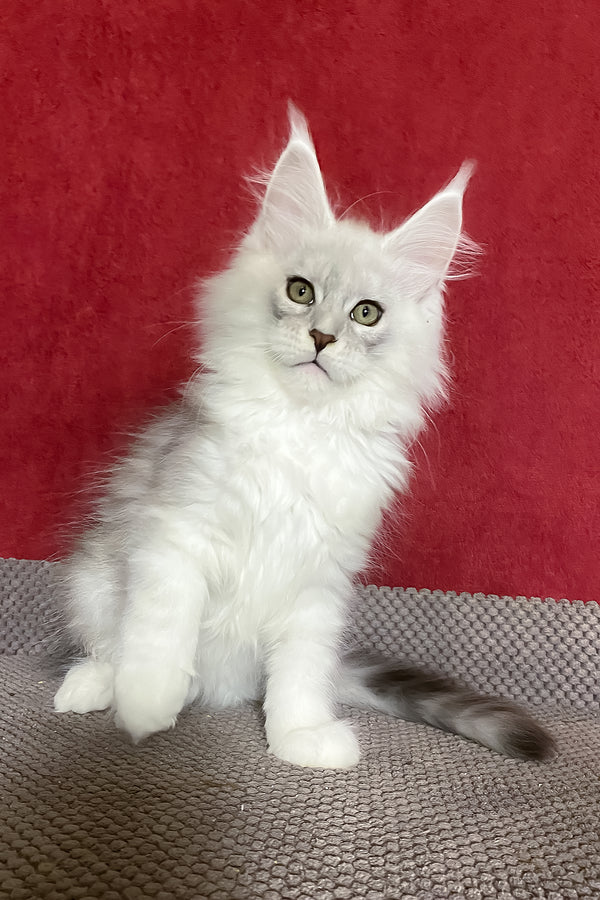 Zephyr | Maine Coon Kitten