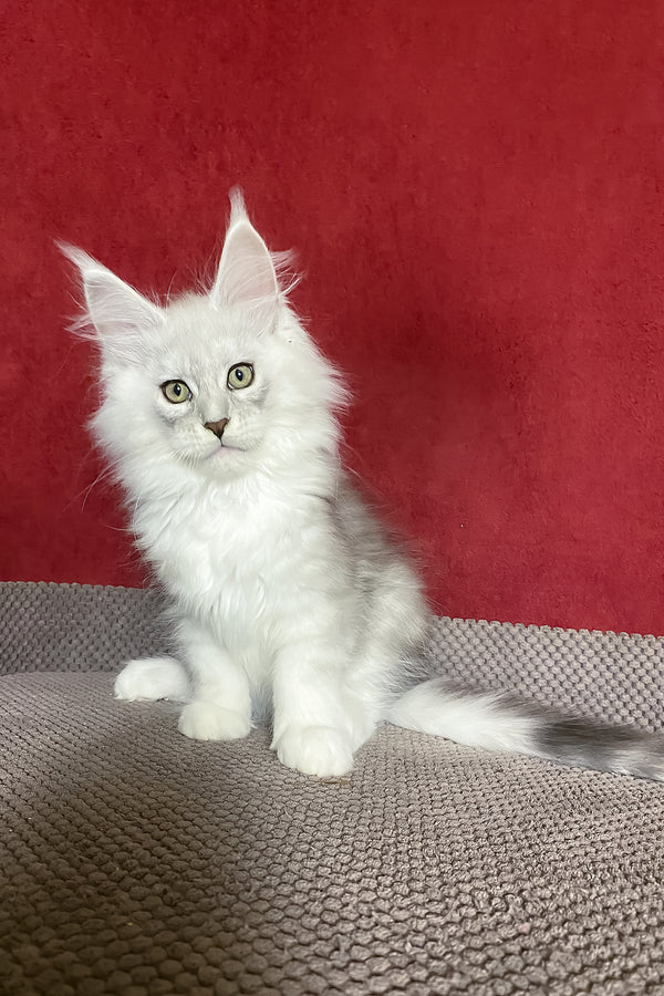 Zephyr | Maine Coon Kitten