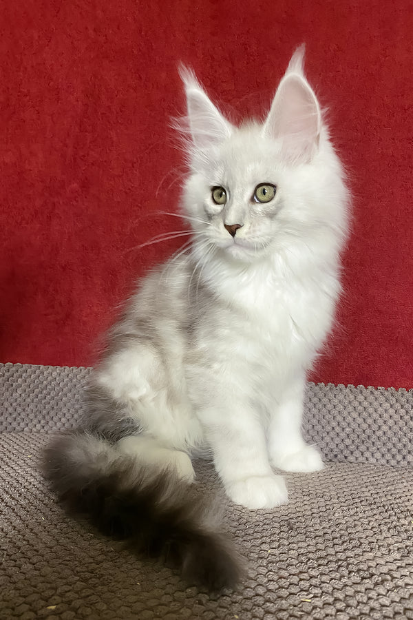 Zephyr | Maine Coon Kitten