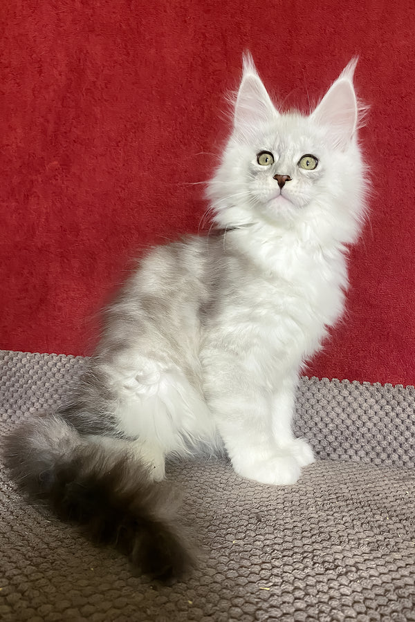 Zephyr | Maine Coon Kitten