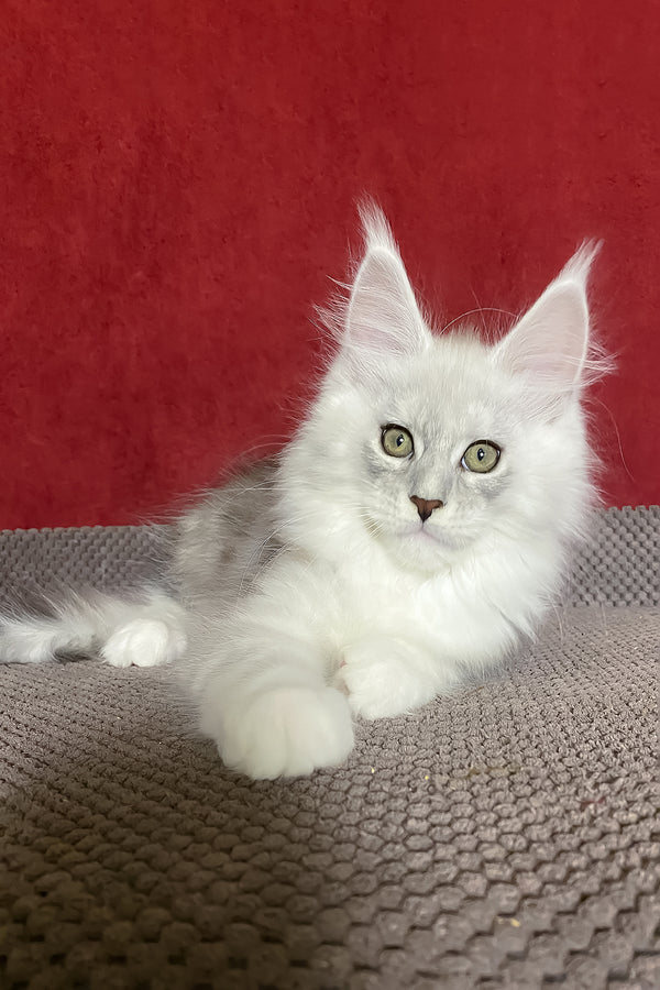 Zephyr | Maine Coon Kitten