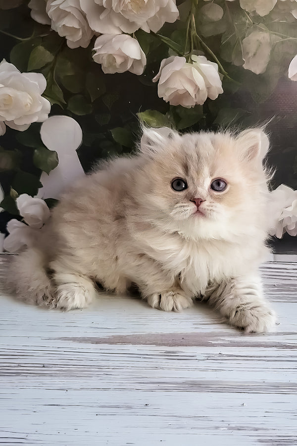 Zabava | British Longhair Kitten