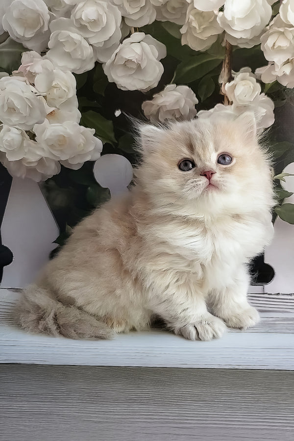 Zabava | British Longhair Kitten