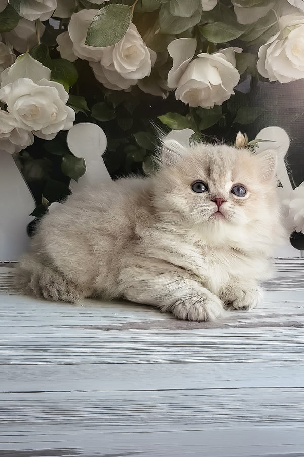Zabava | British Longhair Kitten