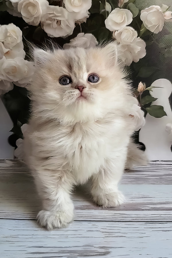 Zabava | British Longhair Kitten