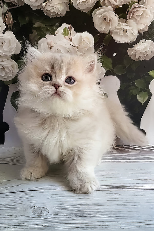 Zabava | British Longhair Kitten