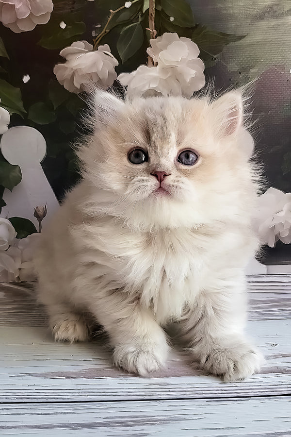 Zabava | British Longhair Kitten