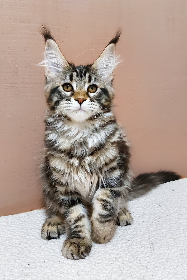 Zafira | Maine Coon Kitten