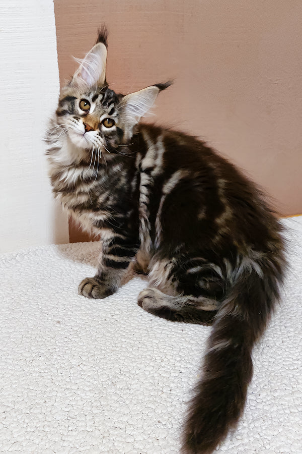 Zafira | Maine Coon Kitten