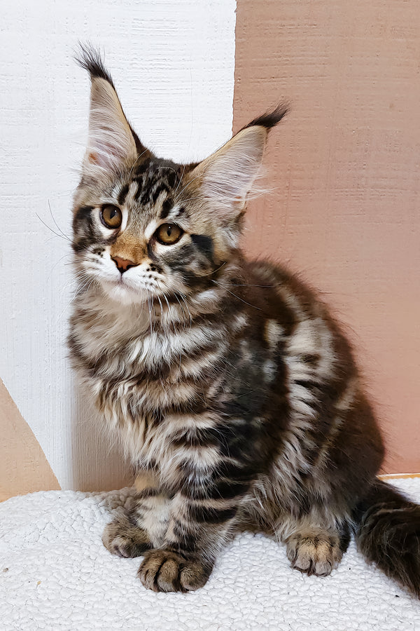 Zafira | Maine Coon Kitten
