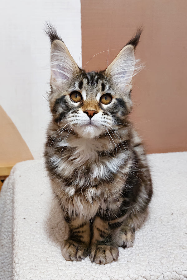 Zafira | Maine Coon Kitten