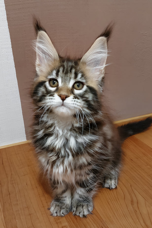 Zafira | Maine Coon Kitten