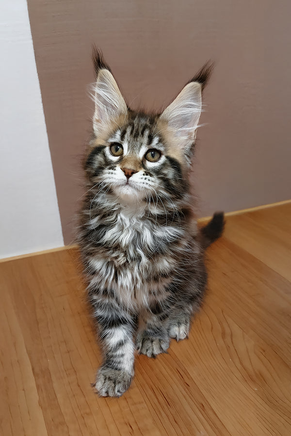 Zafira | Maine Coon Kitten