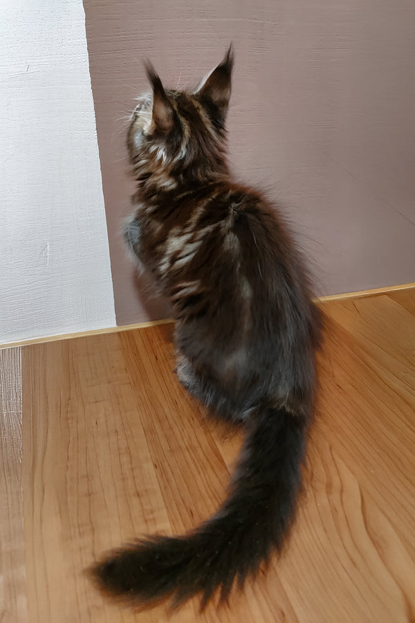 Zafira | Maine Coon Kitten