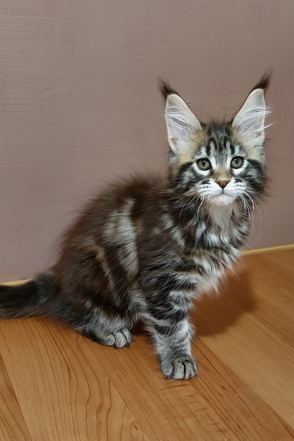 Zafira | Maine Coon Kitten