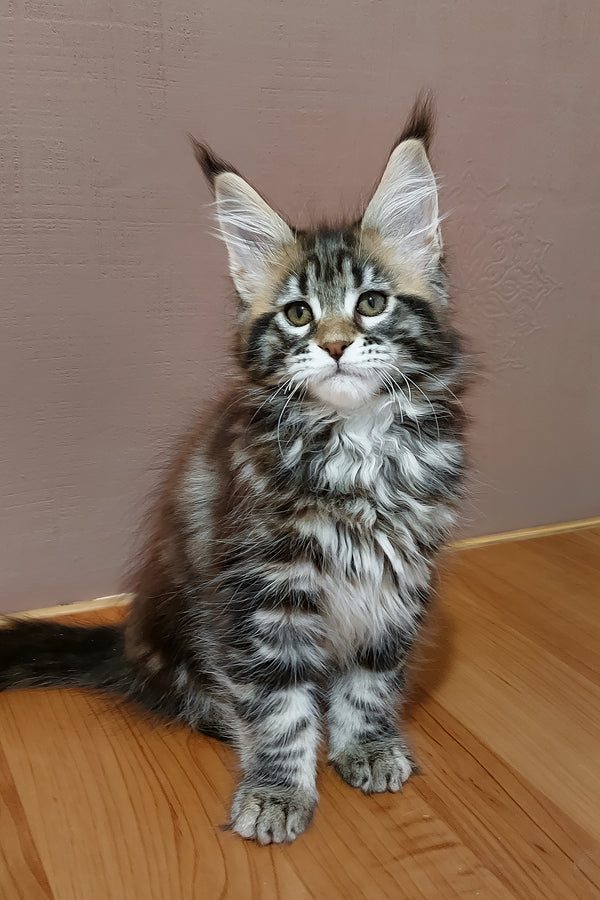 Zafira | Maine Coon Kitten
