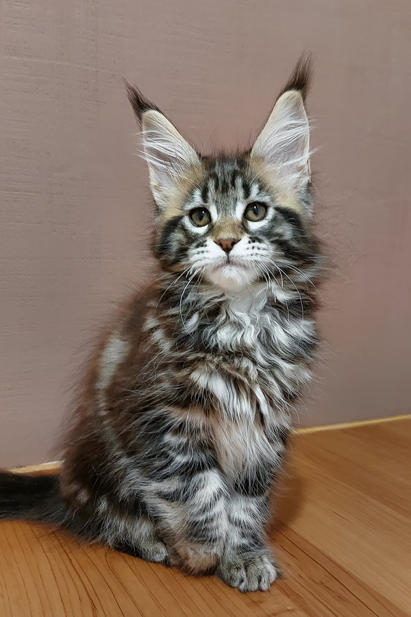 Zafira | Maine Coon Kitten