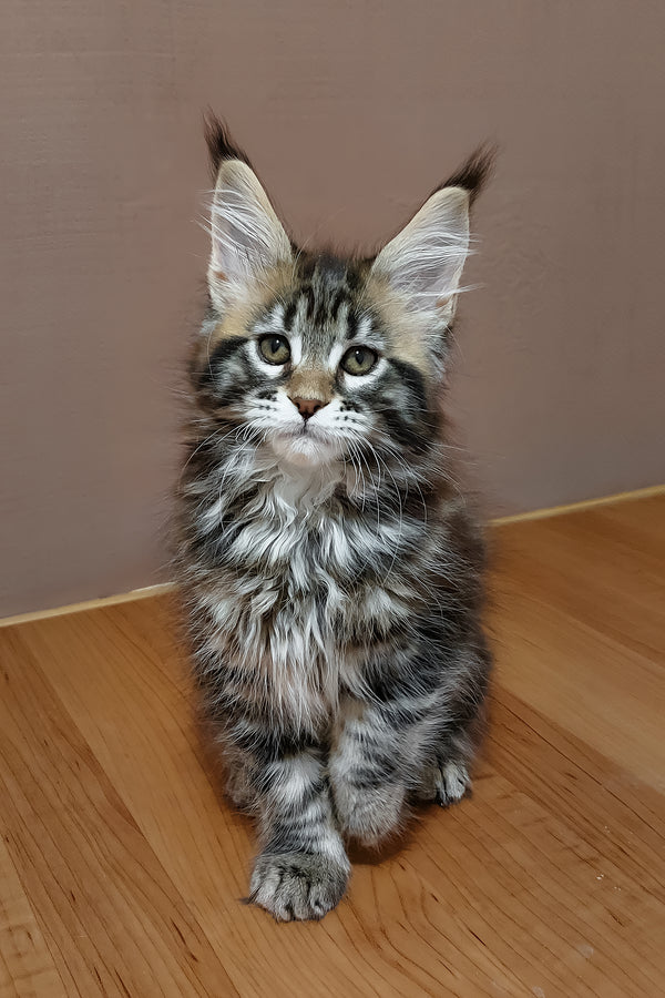 Zafira | Maine Coon Kitten