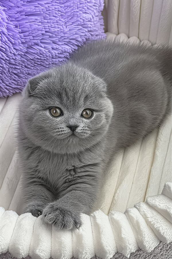Zaika | Scottish Fold Kitten