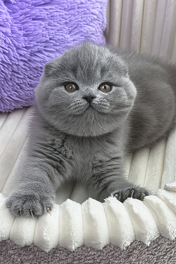 Zaika | Scottish Fold Kitten