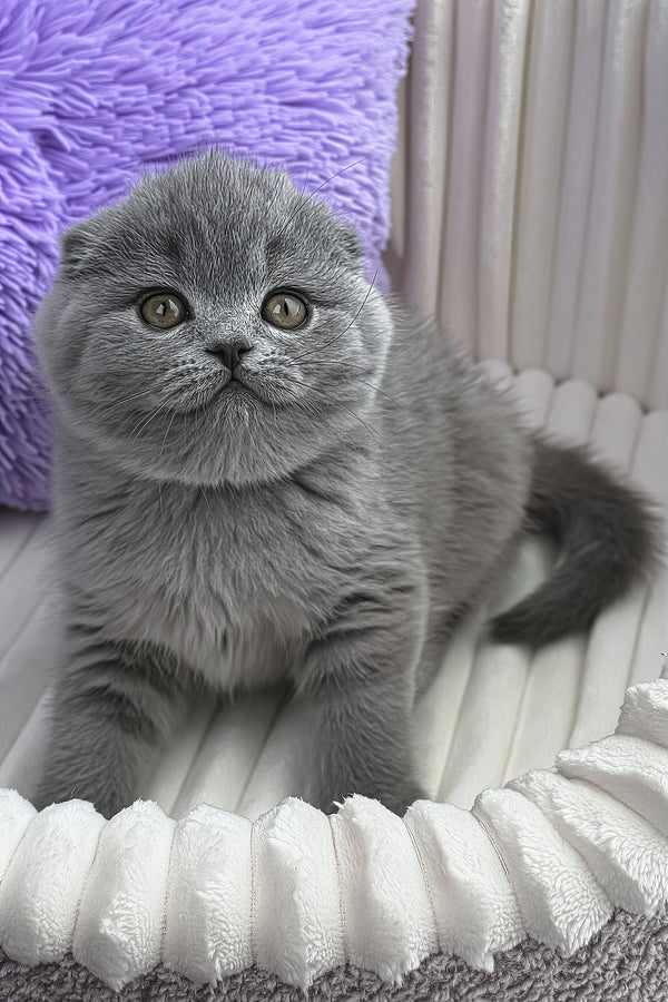 Zaika | Scottish Fold Kitten