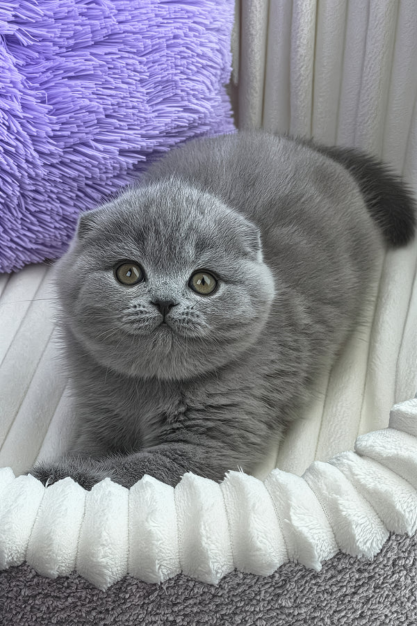 Zaika | Scottish Fold Kitten