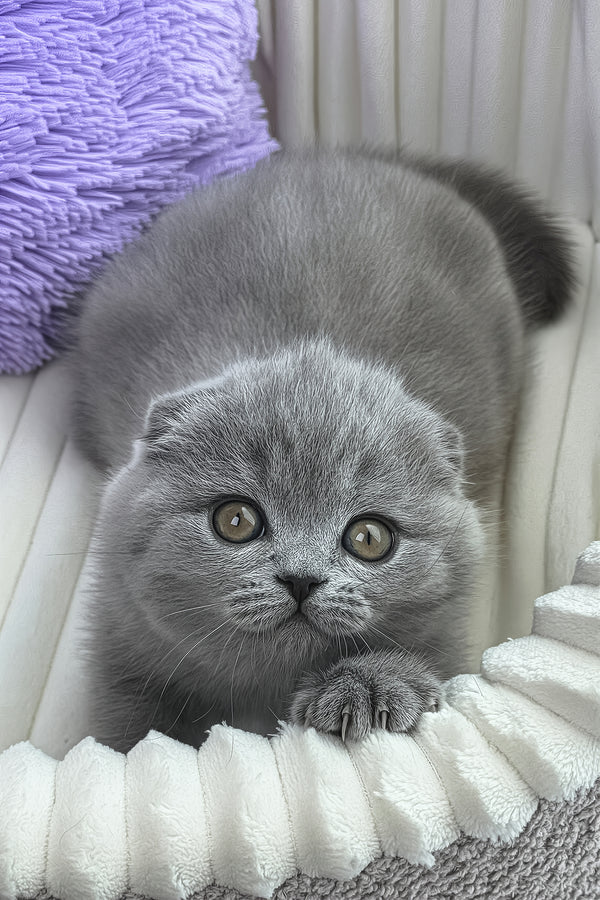Zaika | Scottish Fold Kitten