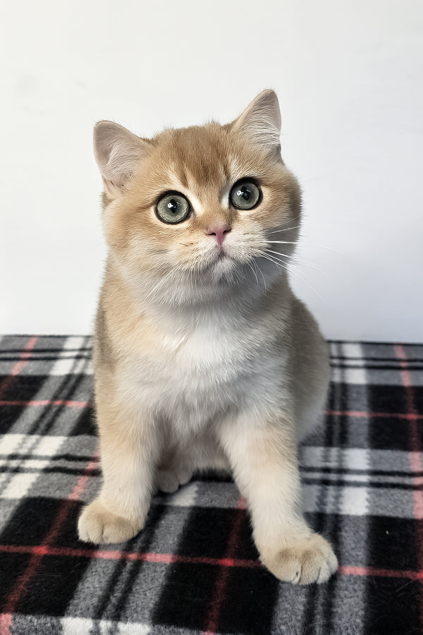 Zakhar | Scottish Straight Kitten