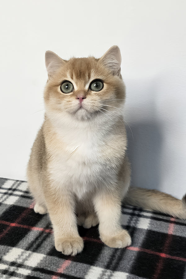 Zakhar | Scottish Straight Kitten