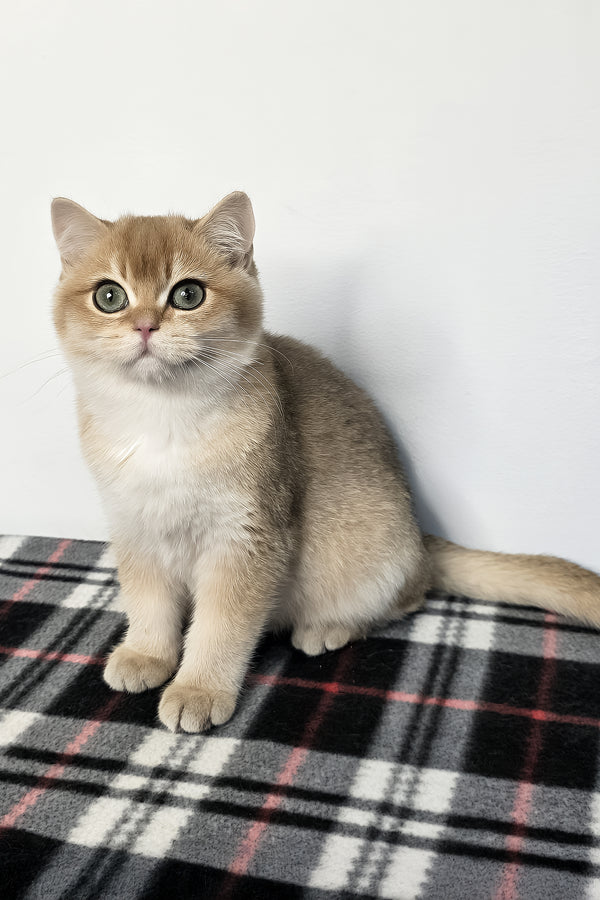 Zakhar | Scottish Straight Kitten