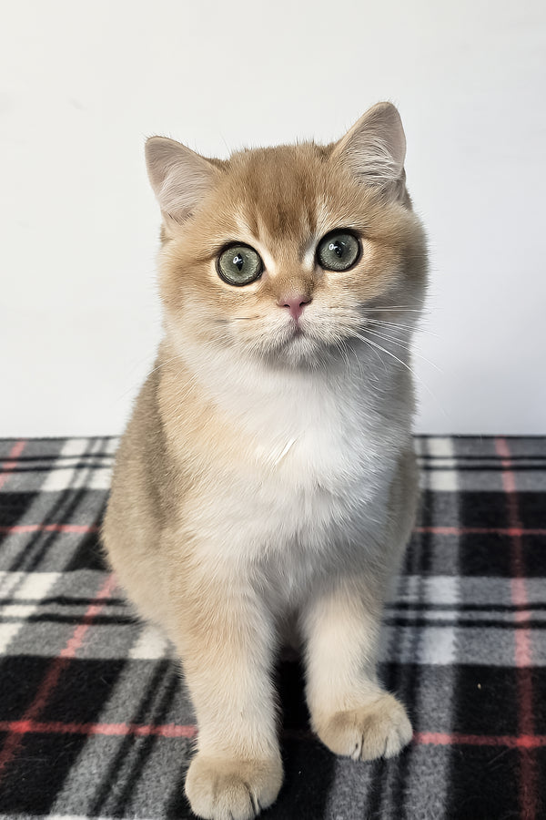 Zakhar | Scottish Straight Kitten