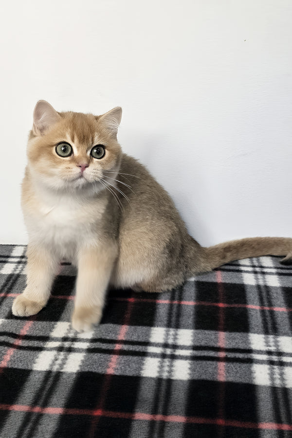 Zakhar | Scottish Straight Kitten