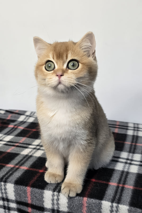 Zakhar | Scottish Straight Kitten