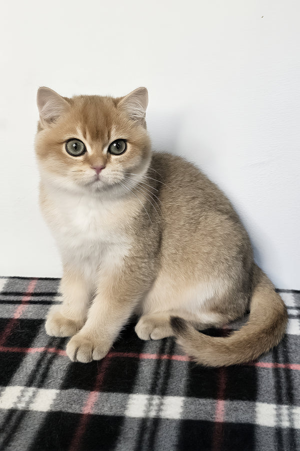 Zakhar | Scottish Straight Kitten