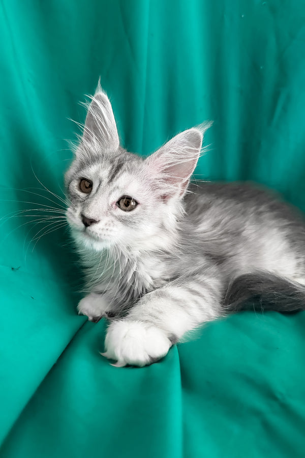 Zalina | Maine Coon Kitten