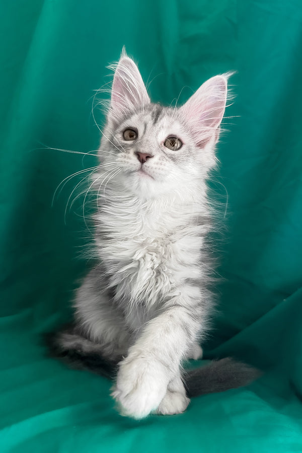 Zalina | Maine Coon Kitten