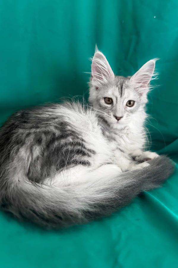 Zalina | Maine Coon Kitten