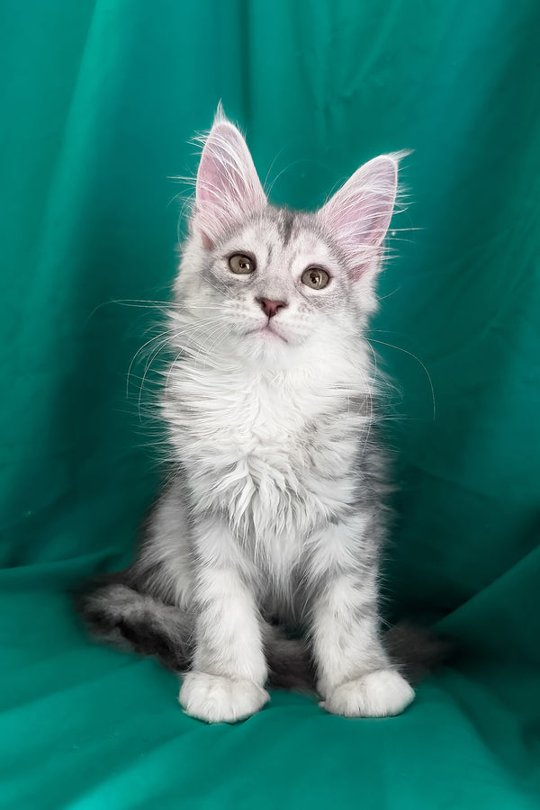 Zalina | Maine Coon Kitten