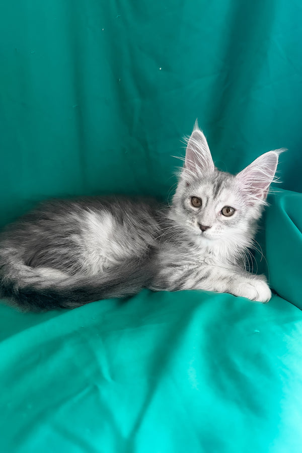Zalina | Maine Coon Kitten