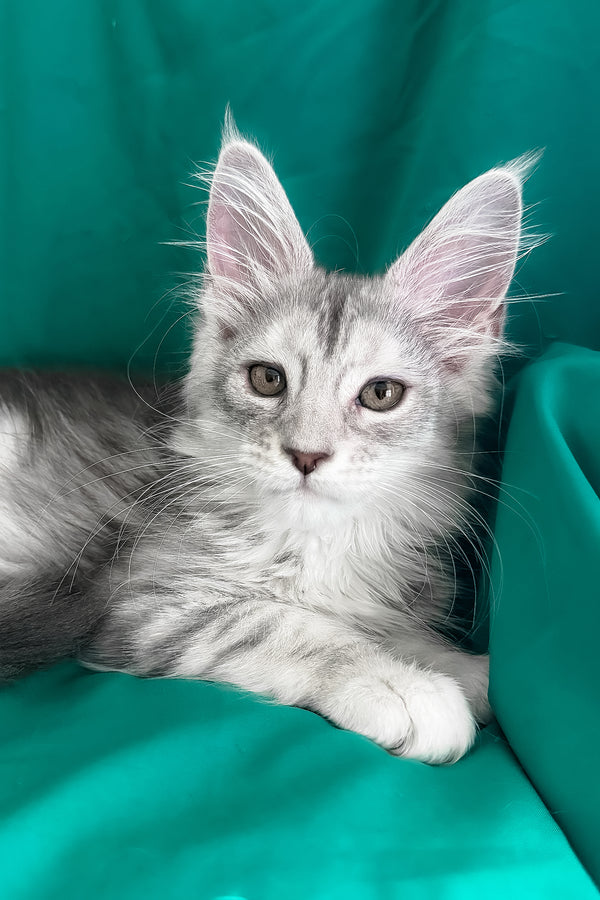Zalina | Maine Coon Kitten