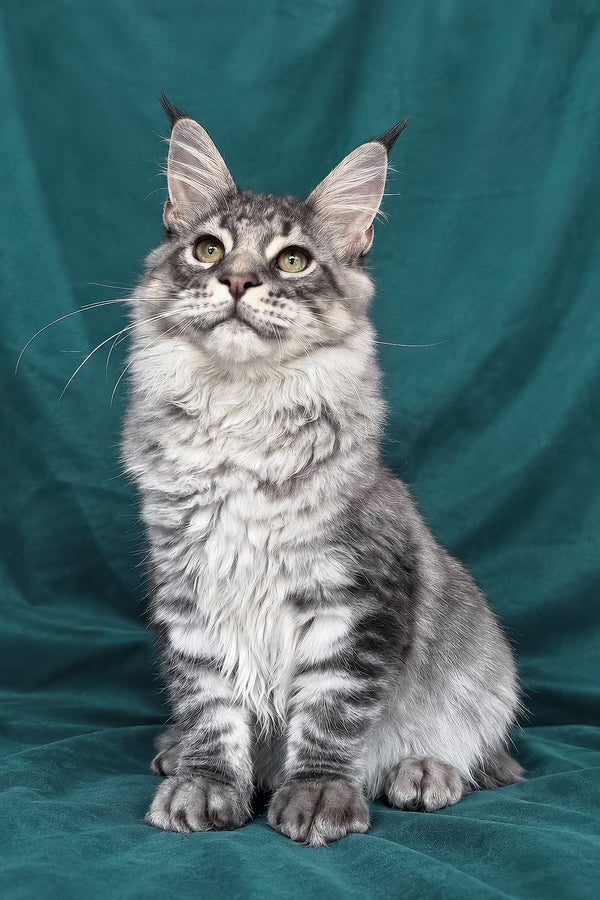 Zangi | Maine Coon Kitten