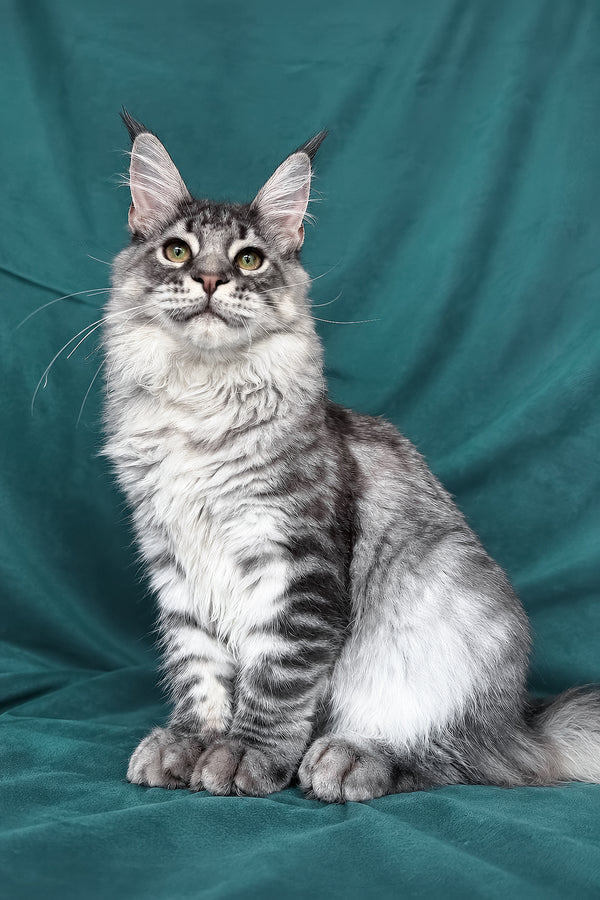 Zangi | Maine Coon Kitten