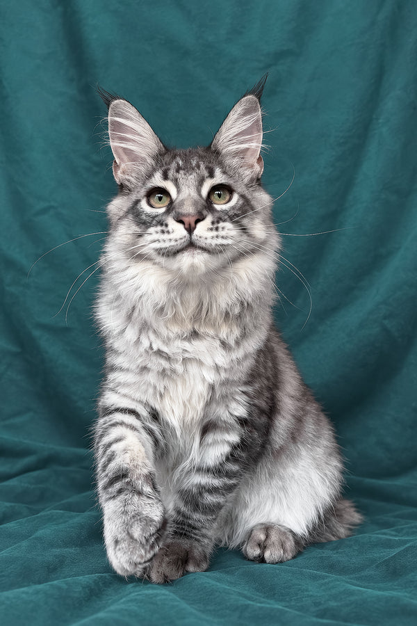 Zangi | Maine Coon Kitten