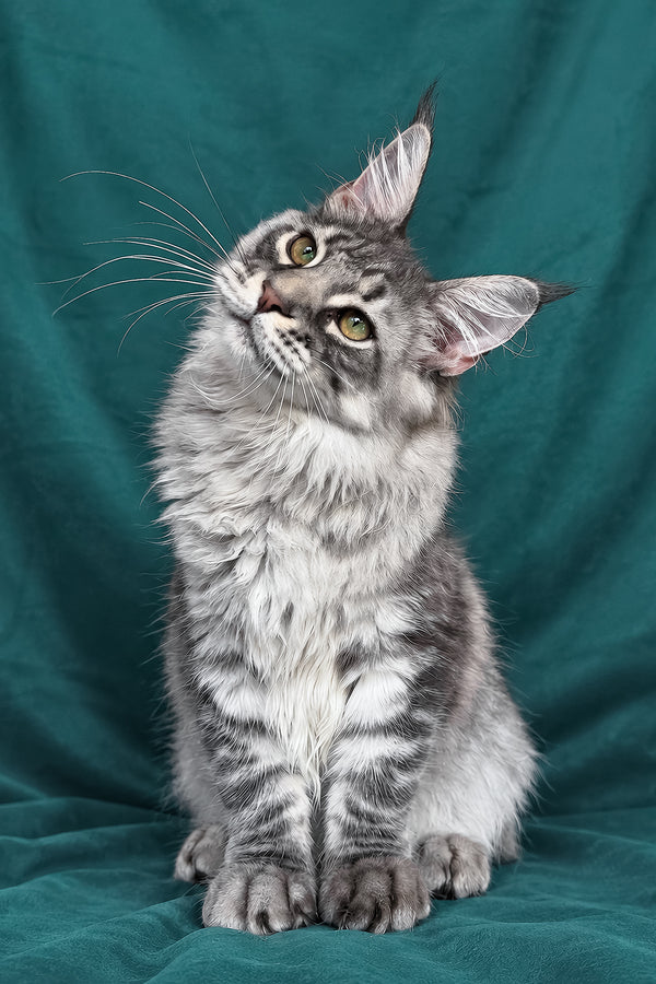 Zangi | Maine Coon Kitten