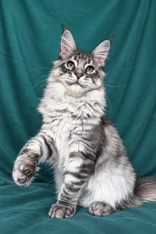 Zangi | Maine Coon Kitten