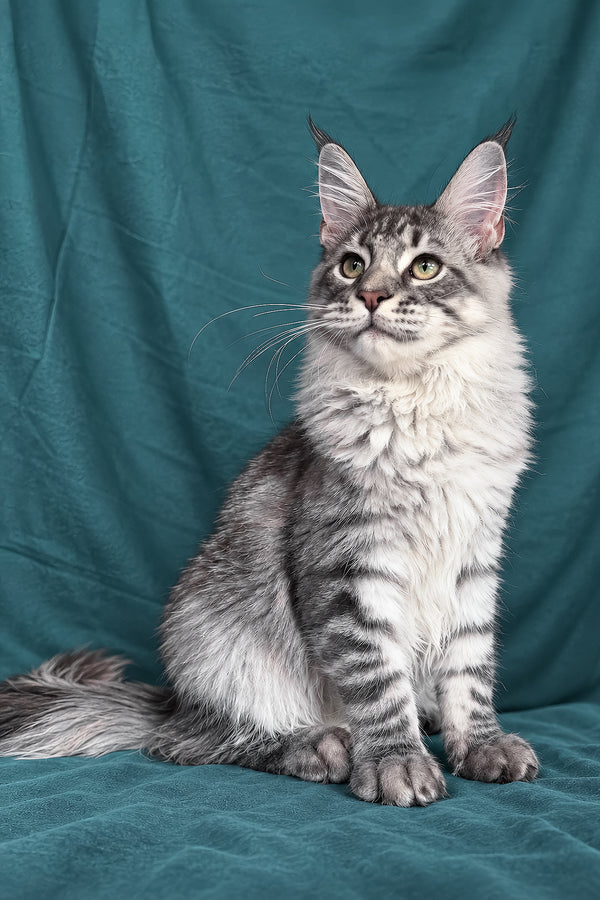 Zangi | Maine Coon Kitten