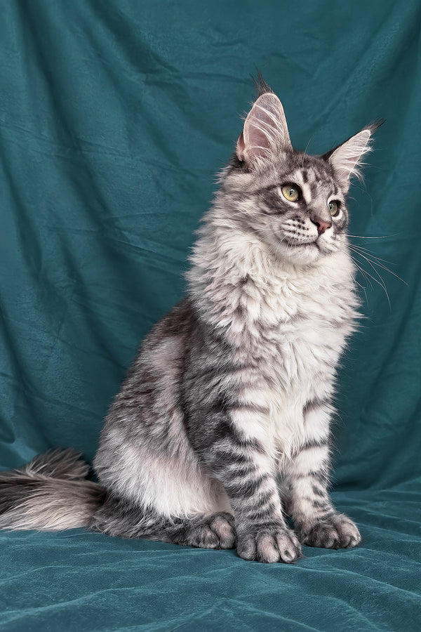 Zangi | Maine Coon Kitten