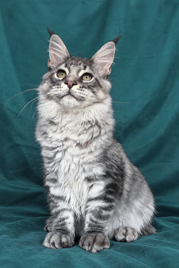 Zangi | Maine Coon Kitten