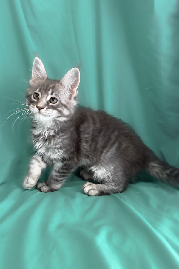 Zangi | Maine Coon Kitten
